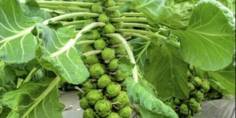 Uzgajanje prokulice na otvorenom